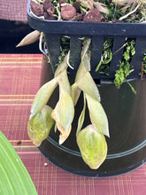 Load image into Gallery viewer, Stanhopea x Shinjik #2, 3 spikes
