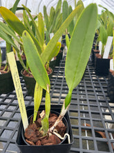 Load image into Gallery viewer, Cattleya (C.) mossiae s/a ‘Sandra Song ‘ HCC , original division that you never find anywhere else
