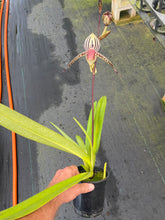 Load image into Gallery viewer, A6- Paph . Lady Isobel SH1741

