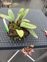 Load image into Gallery viewer, Bulbophyllum Frosty Ann x Meen Mercury sandel #11 green tag
