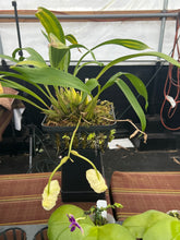 Load image into Gallery viewer, Coryanthes alborosea alba  in spike full
