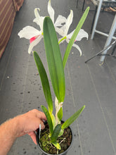 Load image into Gallery viewer, Cattleya purpurata var . carnea ‘Red Magic ‘ select
