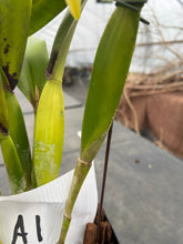 Load image into Gallery viewer, A1- Cattleya tenebrosa fma. aurea ‘Walton grange ‘ FCC x self
