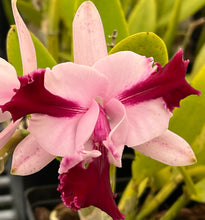 Load image into Gallery viewer, Orchid flask : C . intermedia sanguínea trilabello x sib .
