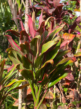 Load image into Gallery viewer, Cordyline terminalis ‘Miss Hawaii’
