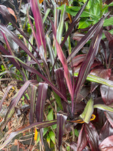 Load image into Gallery viewer, Cordyline  Lavender King
