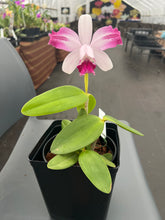 Load image into Gallery viewer, Cattleya intermedia vinicolor trilabelo x self , seedling incredible shape
