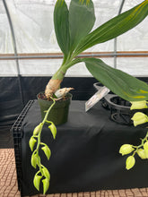 Load image into Gallery viewer, Catasetum pileatum var Imperialis ‘Pierre Couret’ x Snow white’
