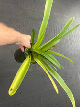 Load image into Gallery viewer, Paphiopedilum rothschildianum x rothschildianum
