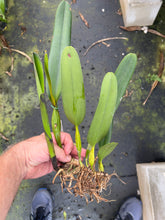 Load image into Gallery viewer, Cattleya purpurata sanguinea venosa escura x sanguinea ‘Henrique’
