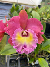 Load image into Gallery viewer, Rlc . Siam Magic ‘#2’, blooming size 4 inch
