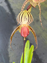 Load image into Gallery viewer, A2- Paph . Lady Isobel SH1782
