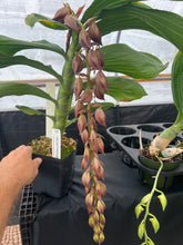 Load image into Gallery viewer, Cycnoches cooperi ‘Dark swan ‘ x ‘Dark chocolate ‘ in spike male flowers( collection plant )
