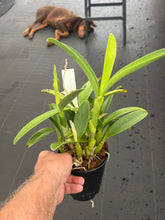 Load image into Gallery viewer, Cattleya bowringiana 4N x sib . 4N , all in Sheath with buds or spike now
