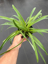 Load image into Gallery viewer, Paphiopedilum esquirolei (Taiwan ) x sib. (Jem )
