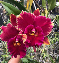Load image into Gallery viewer, Orchid flask : Rlc. Hey Song ‘ Siam Thunder ‘ RARE OFFERING
