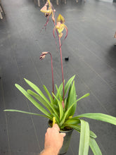 Load image into Gallery viewer, Paphiopedilum Genevieve Booth x anitum

