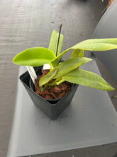 Load image into Gallery viewer, Cattleya labiata concolor x sib . !!!
