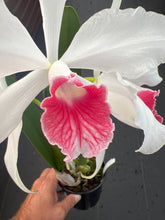 Load image into Gallery viewer, Cattleya purpurata var . carnea ‘Red Magic ‘ select
