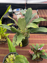 Load image into Gallery viewer, Stanhopea x Shinjik #2, 3 spikes
