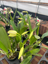 Load image into Gallery viewer, Cattleya purpurata var . carnea seedlings in sheath with buds
