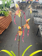 Load image into Gallery viewer, Paphiopedilum Berenice in spike

