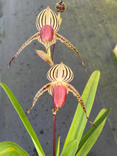 Load image into Gallery viewer, A15- Paph . Lady Isobel SH1786
