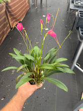 Load image into Gallery viewer, Masdevallia Cheryl Shohan’ Sweet sister ‘
