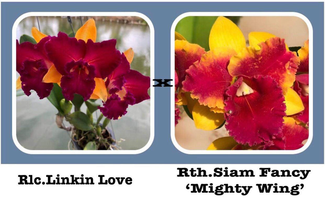 Orchid flask : Rlc. Linkin Love x Rlc. Siam Fancy