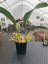 Load image into Gallery viewer, Maxillaria perryae in bloom
