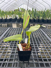 Load image into Gallery viewer, Cattleya (C.) tenebrosa aurea ‘Walton Grange ‘ FCC x self , select division large plant.
