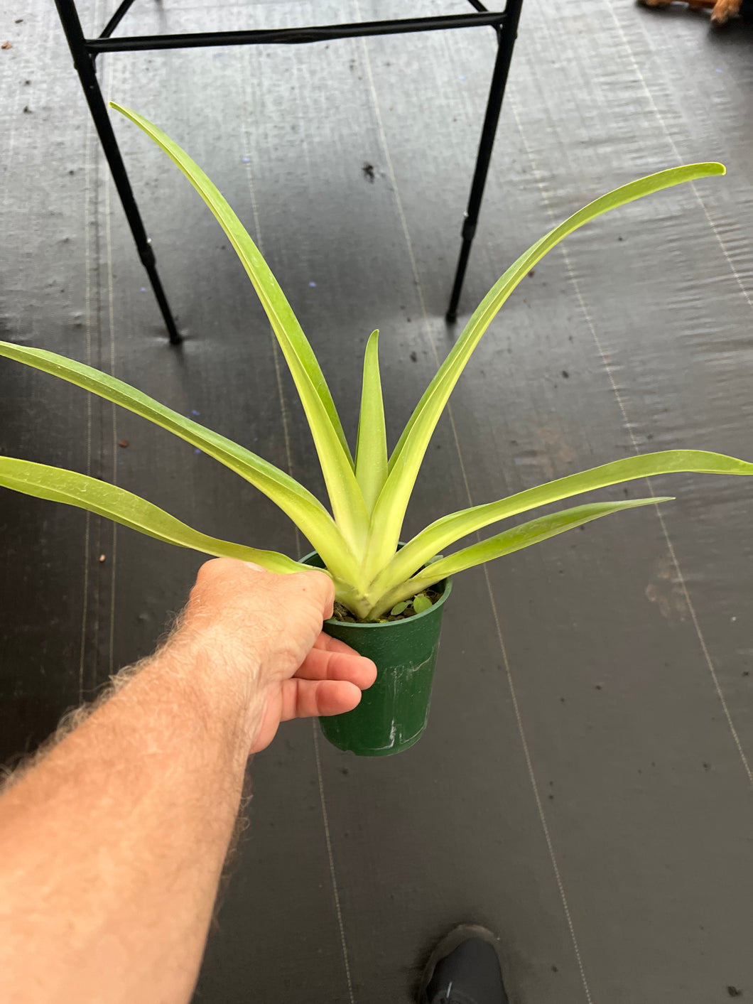 Paphiopedilum kolopakingii var. topperi x Paphiopedilum philippinense