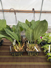 Load image into Gallery viewer, Stanhopea Bird of Prey - beautiful baskets
