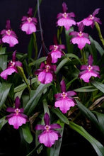 Load image into Gallery viewer, Miltonia moreliana ‘Okika ‘ AM / AOS in spike

