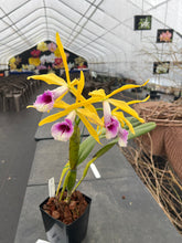 Load image into Gallery viewer, A2- Cattleya tenebrosa fma.aurea ‘Walton Grange ‘ FCC x self
