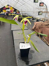 Load image into Gallery viewer, A 8- C . tenebrosa fma aurea ‘Walton Grange ‘ FCC x self , greenish flower red lip
