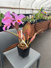 Load image into Gallery viewer, Cattleya (C. ) jenmannii ‘Pacaraima ‘ x self , one of a kind seedling
