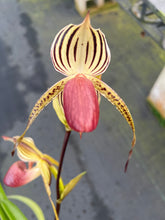 Load image into Gallery viewer, A7- Paph . Lady Isobel SH1782
