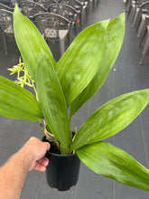 Load image into Gallery viewer, Coelogyne mayeriana ‘Okika’AM/AOS, original divisions of awarded plants
