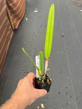 Load image into Gallery viewer, C . purpurata f . Schusteriana ‘New generation ‘ x ‘2014-1’
