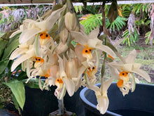 Load image into Gallery viewer, Stanhopea embreii ‘Shogun’s giant Alien ‘ , fantastic bloomer with huge flowers ,
