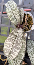 Load image into Gallery viewer, Phalaenopsis schilleriana ‘select big spots’
