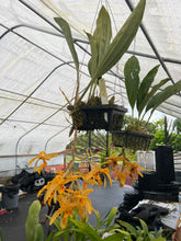 Load image into Gallery viewer, Stanhopea wardii with 2 spikes
