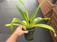 Load image into Gallery viewer, Paphiopedilum Woessner Black Wings
