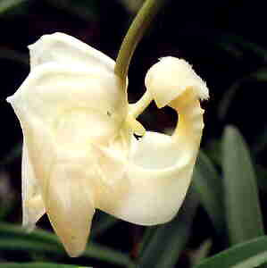 035- Coryanthes alborosea alba x self , mature plants with healthy foliage , all bloomed already once