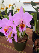 Load image into Gallery viewer, Cattleya ( C.) percivaliana ‘Rio’ x ‘Jewel ‘ , select seedling in double spike

