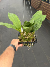 Load image into Gallery viewer, Stanhopea assidensis x nigroviolacea ‘The Predator’FCC
