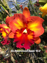 Load image into Gallery viewer, 100 x Cattleya clones plugs 10 varieties
