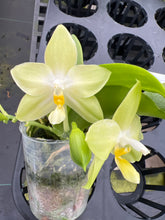 Load image into Gallery viewer, Phalaenopsis (Yin’s Dreamy spotted Yaohon yellow bomb) x Penang violacea ‘BK forest ‘, one of a kind yellow green flower seedling
