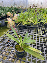 Load image into Gallery viewer, MSH1630 Paphiopedilum Mount Toro ( stonei x philippinense album)
